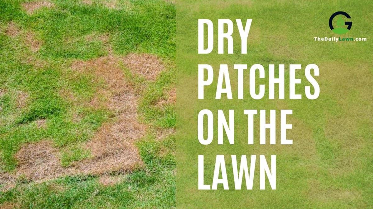 Dry Patches on the Lawn: Causes, Symptoms, Treatment, and Prevention