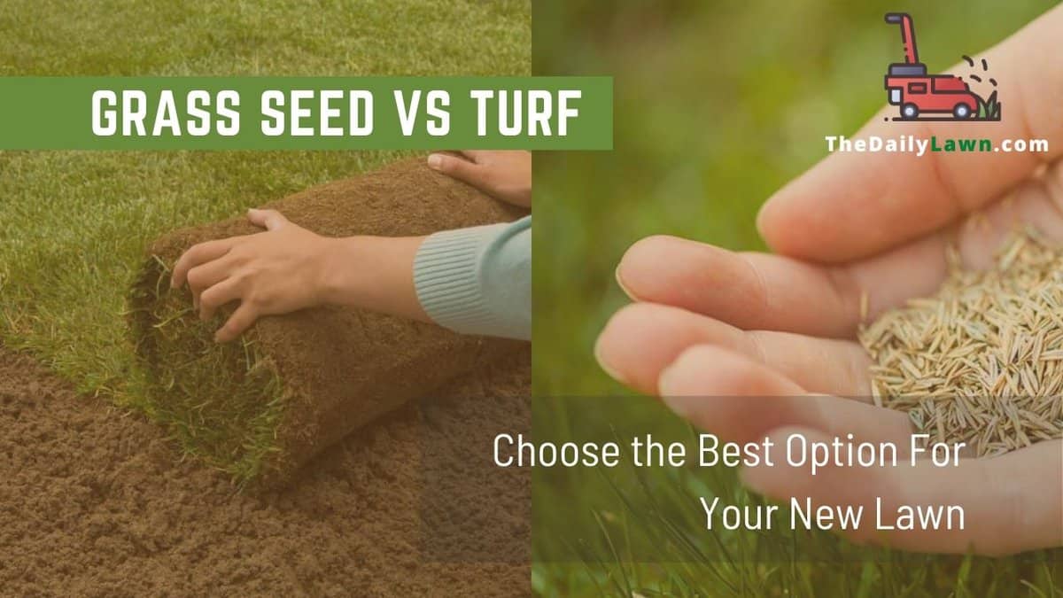 Grass Seed vs Turf: Choose the Best Option for A New Lawn