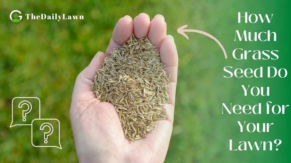 How To Calculate The Grass Seeds You'll Need For Your Lawn?