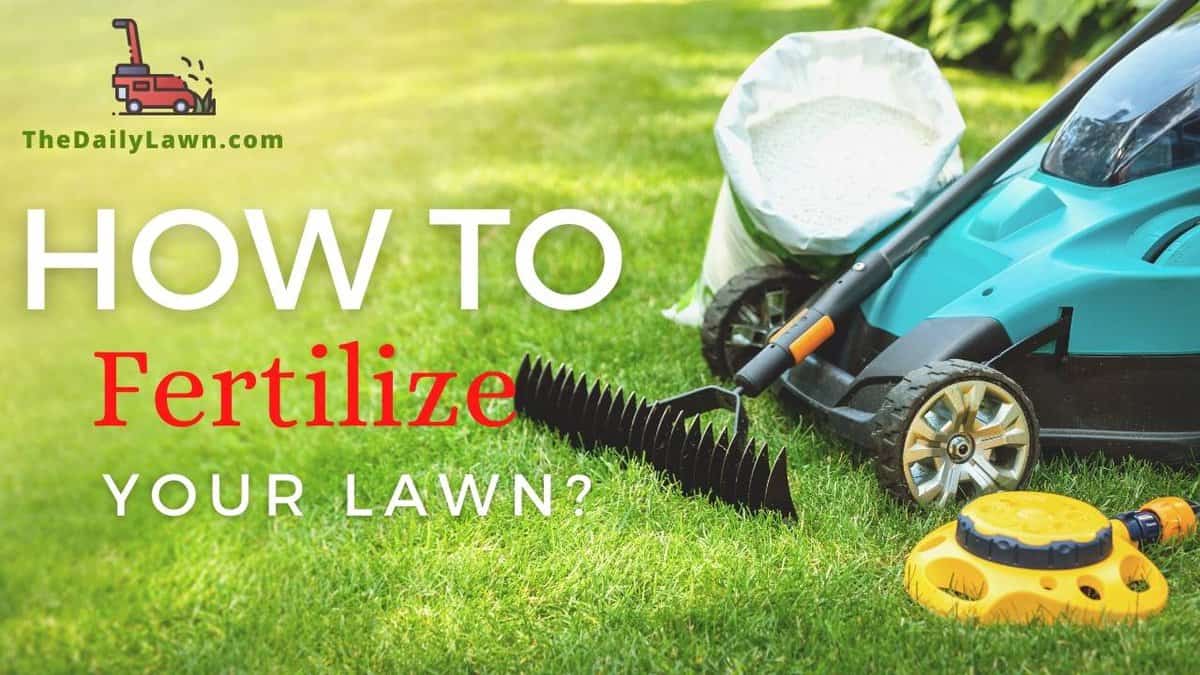 How To Fertilize Your Lawn Learn The Efficient Ways 