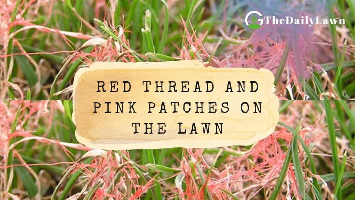 Red Thread and Pink Patches: Ways to Identify, Cure, and Prevent