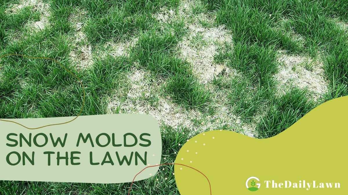 Snow Molds on the Lawn: Ways to Identify, Cure and Prevent