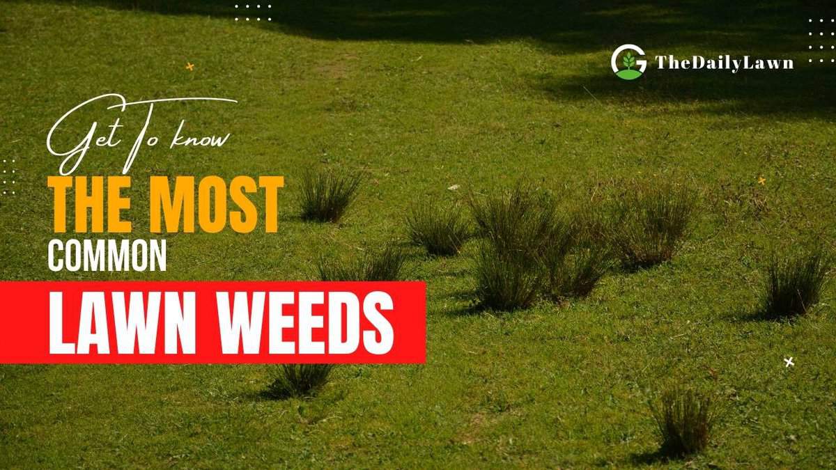 Know 10 Most Common Lawn Weeds To Protect Your Lawn